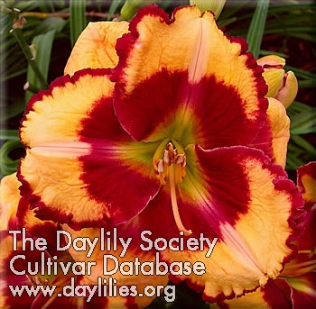 Daylily Don't Touch That